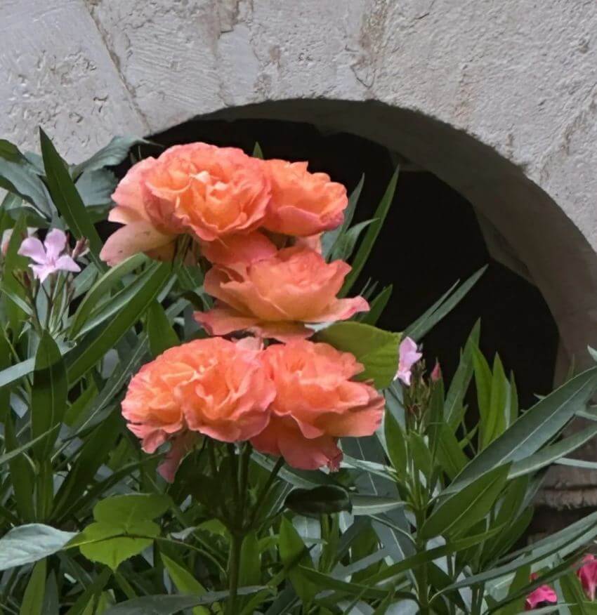 Big orange flowers in concrete vase